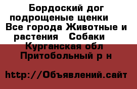 Бордоский дог подрощеные щенки.  - Все города Животные и растения » Собаки   . Курганская обл.,Притобольный р-н